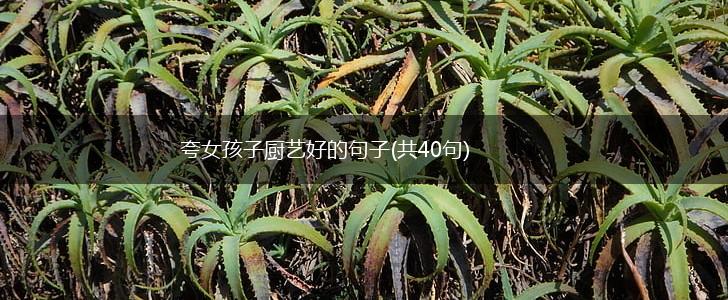 夸女孩子厨艺好的句子(共40句),第1张