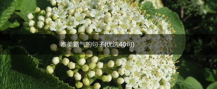唯美霸气的句子(优选40句),第1张