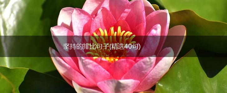 坚持的排比句子(精选40句),第1张