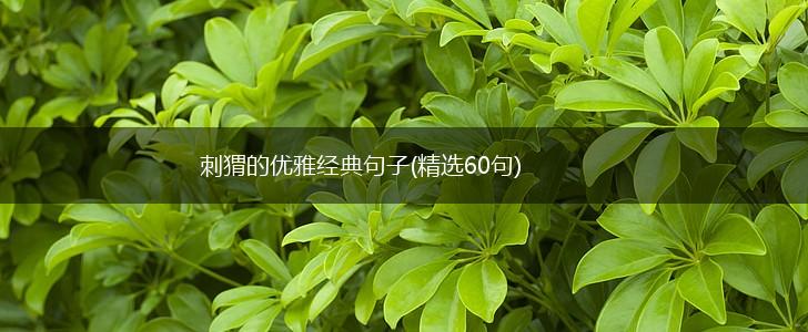 刺猬的优雅经典句子(精选60句),第1张