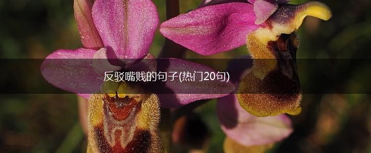 反驳嘴贱的句子(热门20句),第1张