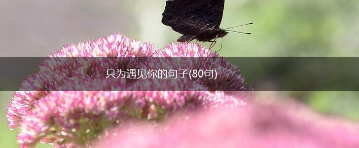 只为遇见你的句子(80句),第1张