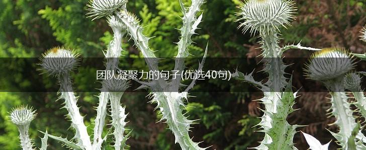 团队凝聚力的句子(优选40句),第1张