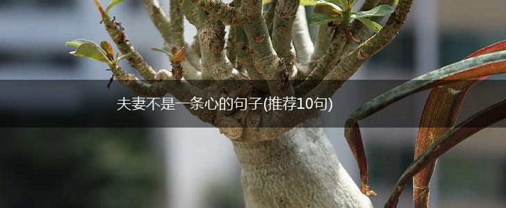 夫妻不是一条心的句子(推荐10句),第1张