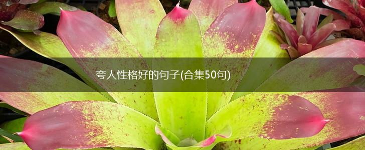 夸人性格好的句子(合集50句),第1张