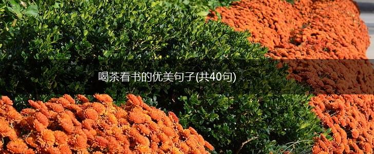 喝茶看书的优美句子(共40句),第1张