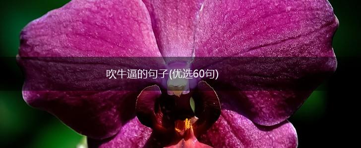 吹牛逼的句子(优选60句),第1张