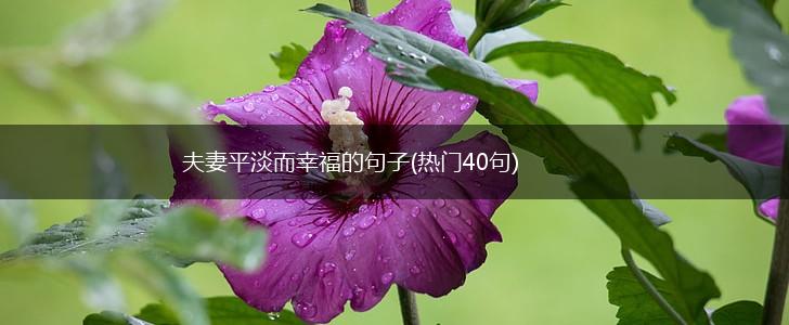 夫妻平淡而幸福的句子(热门40句),第1张