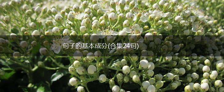 句子的基本成分(合集24句),第1张