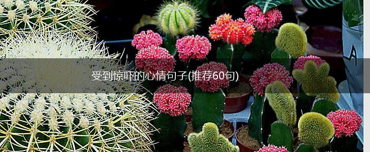受到惊吓的心情句子(推荐60句),第1张