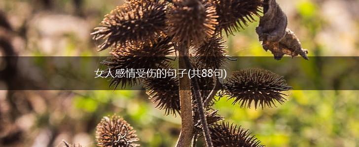 女人感情受伤的句子(共88句),第1张