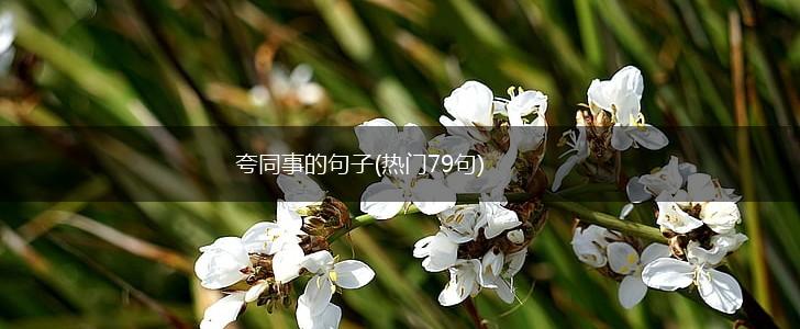 夸同事的句子(热门79句),第1张