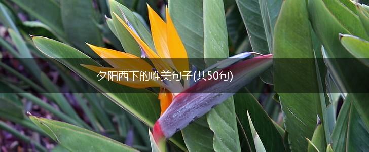 夕阳西下的唯美句子(共50句),第1张