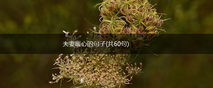 夫妻暖心的句子(共60句),第1张