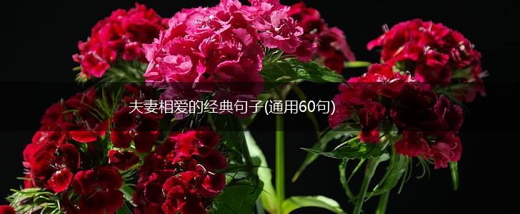 夫妻相爱的经典句子(通用60句),第1张