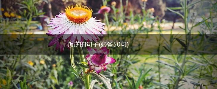叛逆的句子(必备50句),第1张