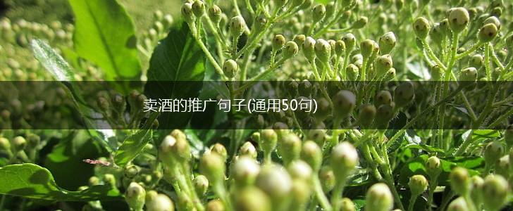 卖酒的推广句子(通用50句),第1张