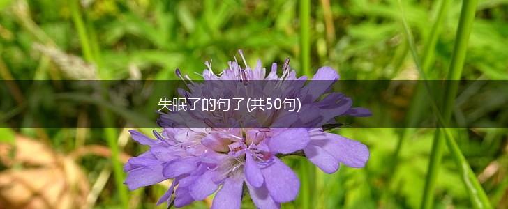 失眠了的句子(共50句),第1张