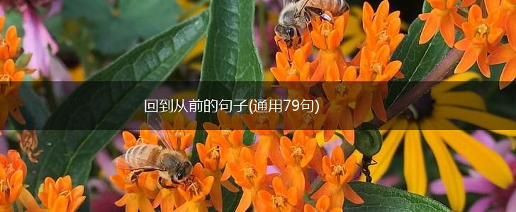 回到从前的句子(通用79句),第1张