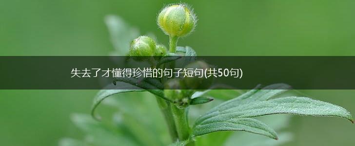 失去了才懂得珍惜的句子短句(共50句),第1张