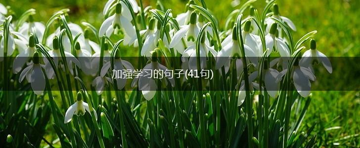 加强学习的句子(41句),第1张