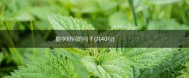 勤学好问的句子(共40句),第1张