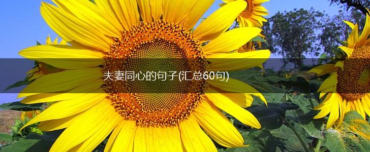 夫妻同心的句子(汇总60句),第1张