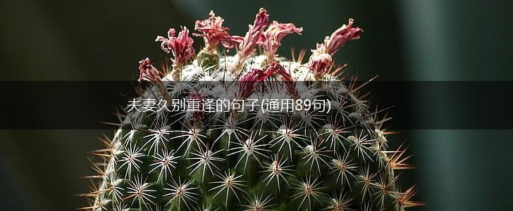 夫妻久别重逢的句子(通用89句),第1张
