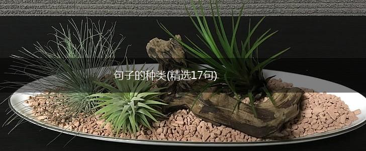 句子的种类(精选17句),第1张
