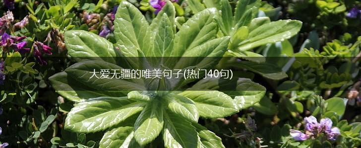 大爱无疆的唯美句子(热门40句),第1张