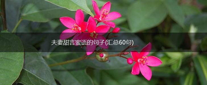 夫妻甜言蜜语的句子(汇总60句),第1张