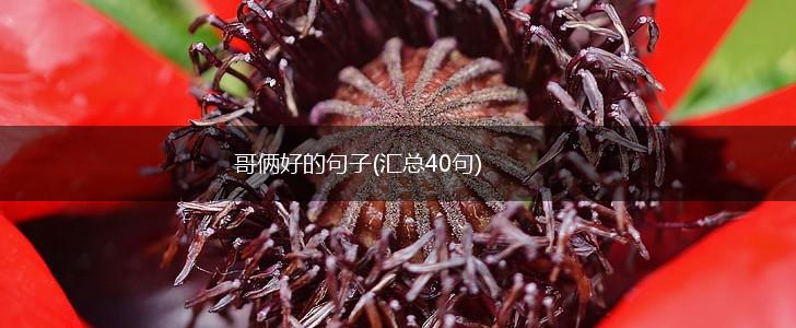 哥俩好的句子(汇总40句),第1张