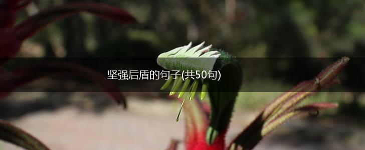 坚强后盾的句子(共50句),第1张