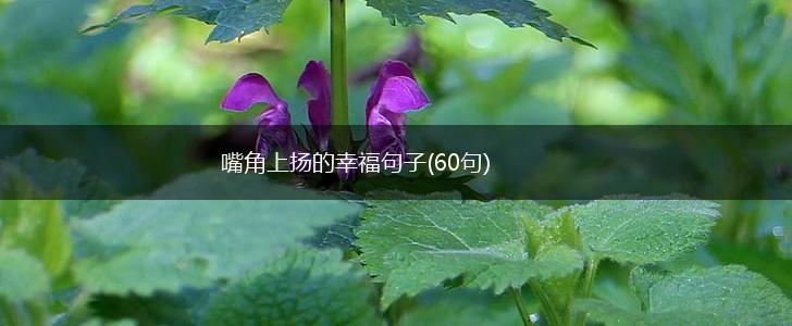 嘴角上扬的幸福句子(60句),第1张