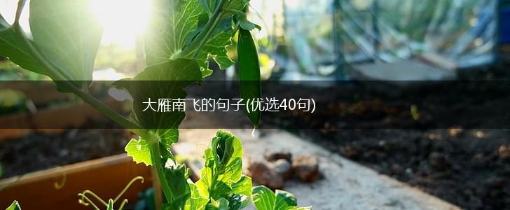 大雁南飞的句子(优选40句),第1张