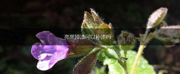 亮黑掉漆可以补漆吗,第1张
