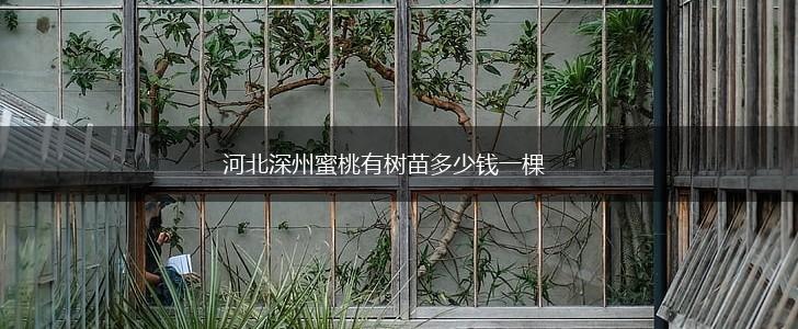 河北深州蜜桃有树苗多少钱一棵,第1张