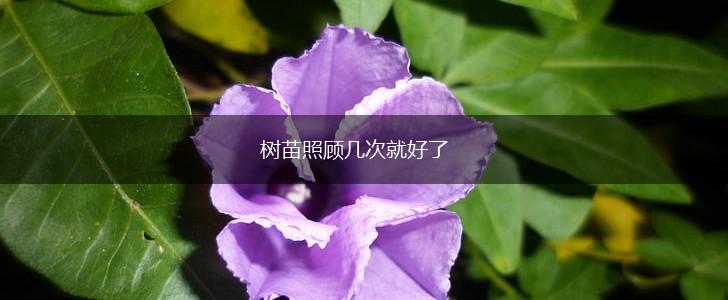树苗照顾几次就好了,第1张
