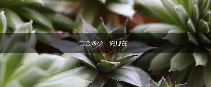 黄金多少一克现在,第1张