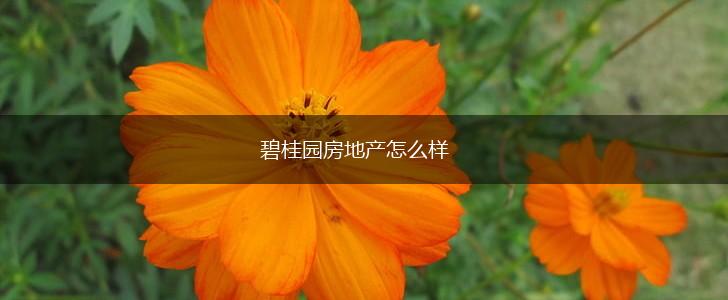 碧桂园房地产怎么样,第1张
