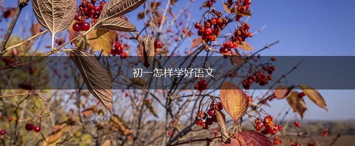 初一怎样学好语文,第1张
