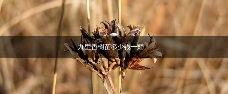 九里香树苗多少钱一颗,第1张