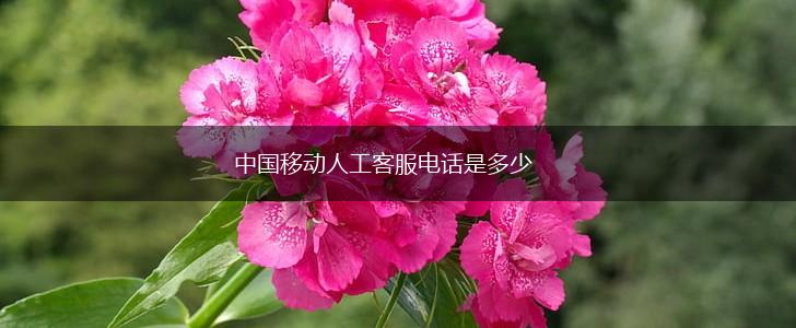 中国移动人工客服电话是多少,第1张