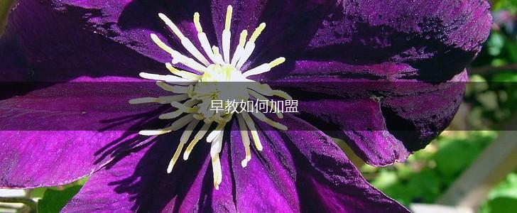 早教如何加盟,第1张