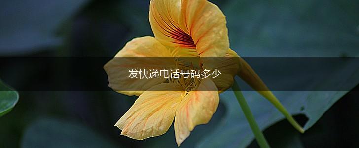 发快递电话号码多少,第1张