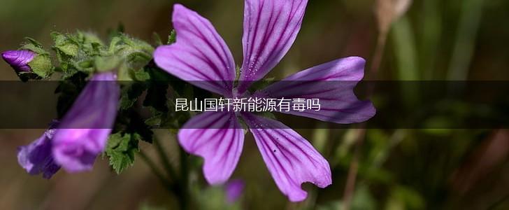昆山国轩新能源有毒吗,第1张