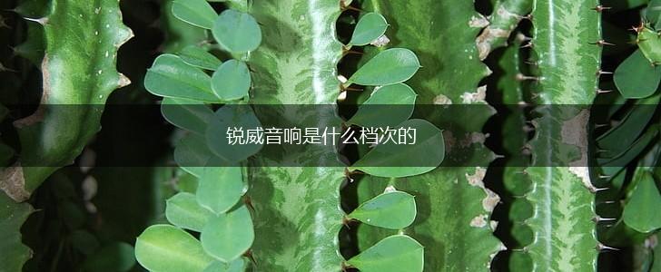 锐威音响是什么档次的,第1张