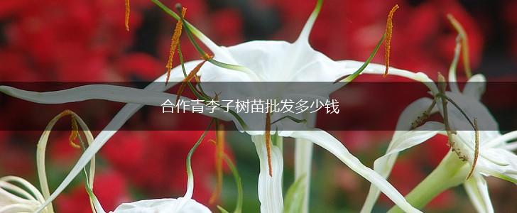 合作青李子树苗批发多少钱,第1张