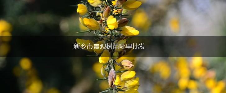 新乡市景观树苗哪里批发,第1张