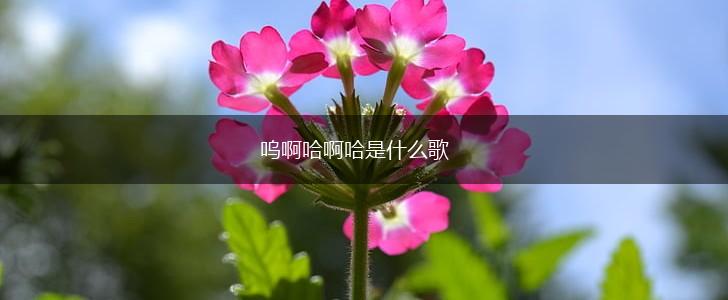 呜啊哈啊哈是什么歌,第1张